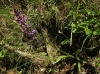Dactylorhiza elata (Poir.) Soó