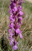Dactylorhiza elata (Poir.) Soó
