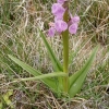 Dactylorhiza elata (Poir.) Soó