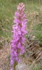 Dactylorhiza elata (Poir.) Soó