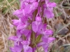 Dactylorhiza elata (Poir.) Soó