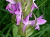 Dactylorhiza incarnata (L.) Soó