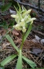 Dactylorhiza sambucina (L.) So