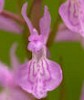 Dactylorhiza x hjertsonii