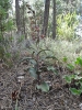 Epipactis cardina Benito & C.E.Hermos.