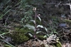 Epipactis cardina Benito & C.E.Hermos.