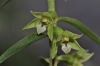 Epipactis fageticola (C.E.Hermos.) Devillers-Tersch. & Devillers