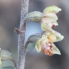 Epipactis kleinii M.B.Crespo, M.R.Lowe & Piera