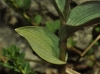 Epipactis sp. 3d3