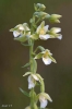 Epipactis palustris (L.) Crantz