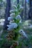 Goodyera repens (L.) R.Br.