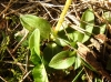 Goodyera repens (L.) R.Br.