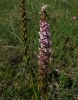 Gymnadenia conopsea (L.) R.Br.