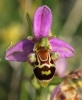 Ophrys apifera x Ophrys scolopax