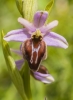 Ophrys aveyronensis (J.J.Wood) P.Delforge