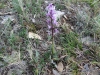 Orchis langei K.Richt.