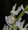 Orchis provincialis Balb. ex Lam. & DC.