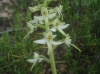 Platanthera bifolia (L.) Rich.