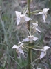 Platanthera chlorantha (Custer) Rchb.