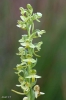 Platanthera algeriensis Batt. & Trab.