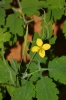 Chelidonium majus L. Chelidonium majus L.