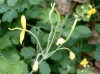 Chelidonium majus L. Chelidonium majus L.