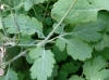 Chelidonium majus L. Chelidonium majus L.