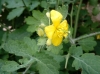 Chelidonium majus L. Chelidonium majus L.