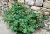Chelidonium majus L. Chelidonium majus L.