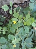 Chelidonium majus L. Chelidonium majus L.