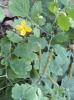 Chelidonium majus L. Chelidonium majus L.