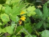 Chelidonium majus L. Chelidonium majus L.