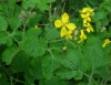 Chelidonium majus L. Chelidonium majus L.