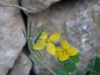Chelidonium majus L. Chelidonium majus L.