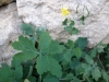 Chelidonium majus L. Chelidonium majus L.