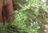 Fumaria officinalis 1 de 2