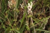 Fumaria capreolata 1/2