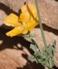 Glaucium flavum Crantz