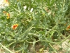 Glaucium corniculatum (L.) Rudolph