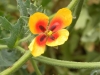 Glaucium corniculatum (L.) Rudolph