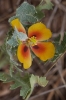 Glaucium corniculatum (L.) Rudolph