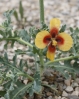 Glaucium corniculatum (L.) Rudolph