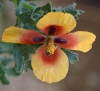 Glaucium corniculatum (L.) Rudolph