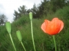 Papaver dubium L.