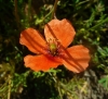 Papaver dubium L.