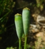Papaver dubium L.
