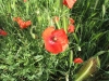 Papaver rhoeas L.