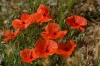 Papaver rhoeas L.