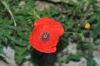 Papaver rhoeas L.