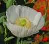 Papaver somniferum L.